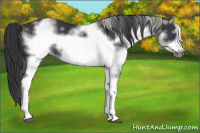 Horse Color:White Spotted Black Frame 