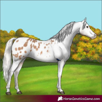 Horse Color:Silver Brown Dun Appaloosa 