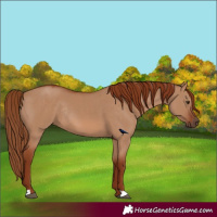 Horse Color:Red Dun Rabicano 
