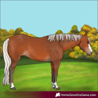 Horse Color:Silver Bay 