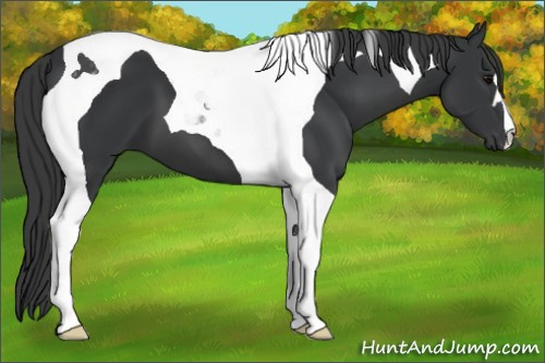 Horse Color:Black Tobiano 