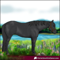 Horse Color:Black 