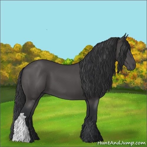 Horse Color:Black 