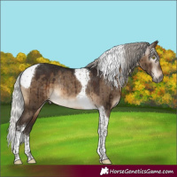 Horse Color:Gray Silver Brown Dun Sabino Tobiano Varnish Rabicano Brindle 