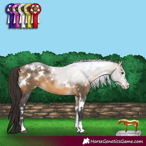 Horse Color:White Spotted Buckskin Sabino 