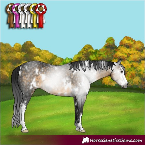 Horse Color:Gray White Spotted Buckskin Sabino Rabicano 