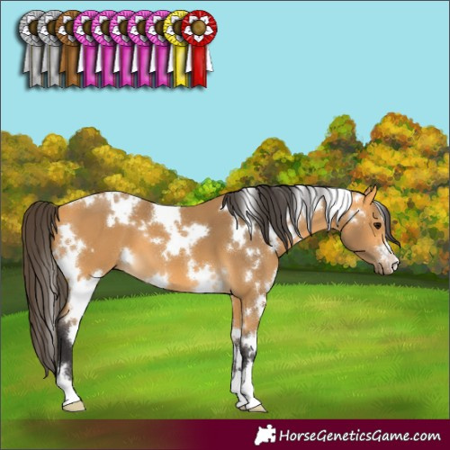 Horse Color:White Spotted Buckskin 