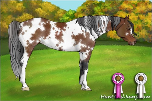 Horse Color:White Spotted Bay 