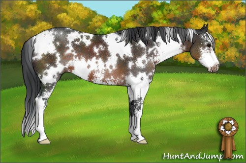 Horse Color:White Spotted Brown Sabino 