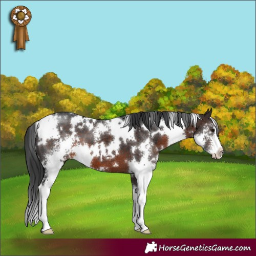 Horse Color:White Spotted Brown Sabino