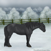 Horse Color:Black 