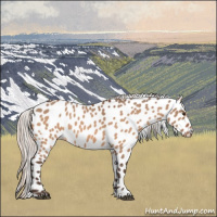 Horse Color:Silver Brown Dun Appaloosa 