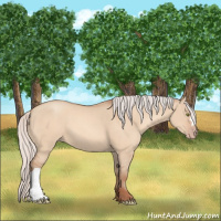 Horse Color:Silver Amber Champagne Dun 