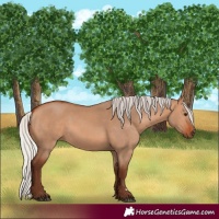 Horse Color:Silver Bay Dun 