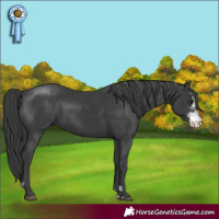 Horse Color:Black Sabino