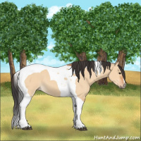 Horse Color:Bay Dun Tobiano 