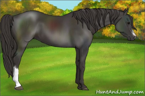 Horse Color:Smoky Black 