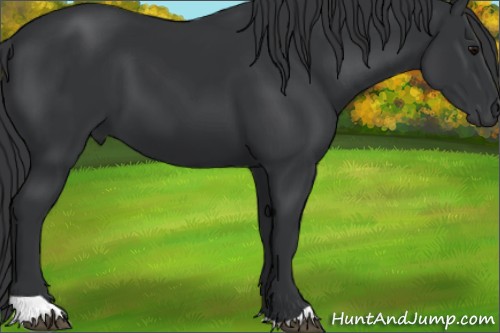 Horse Color:Black 
