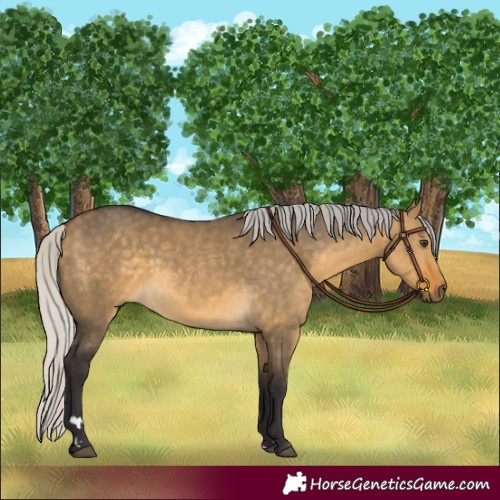 Horse Color:Silver Buckskin Dun