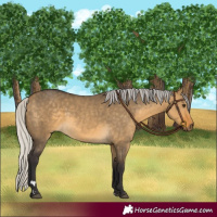 Horse Color:Silver Buckskin Dun 