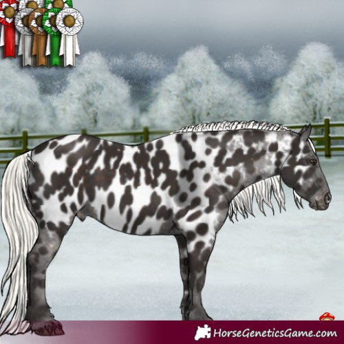 Horse Color:Liver Chestnut Mushroom Near Leopard