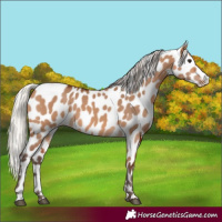 Horse Color:Silver Brown Dun Leopard 
