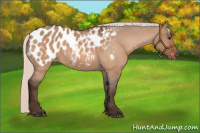 Horse Color:Silver Brown Dun Appaloosa 