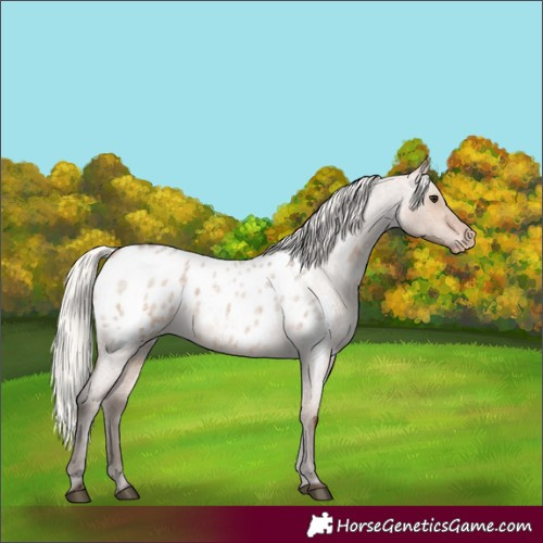 Horse Color:Silver Brown Roan Dun Blanket 