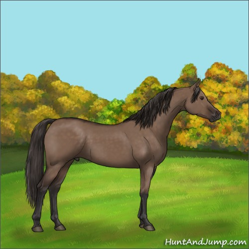 Horse Color:Liver Red Dun Rabicano 
