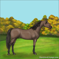 Horse Color:Liver Red Dun Rabicano 