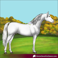 Horse Color:Silver Brown Dun Appaloosa 