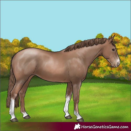 Horse Color:Black Pearl Sabino