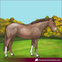 Horse Color:Black Pearl Sabino
