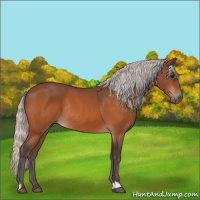 Horse Color:Silver Bay Rabicano 