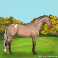 Horse Color:Silver Brown Dun Appaloosa 