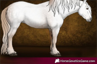 Horse Color:Gray Chestnut 