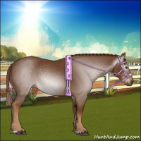 Horse Color:Gray Chestnut 