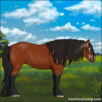 Horse Color:Gray Bay 
