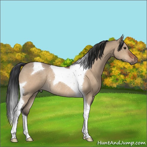 Horse Color:Brown Dun Sabino Tobiano Rabicano 