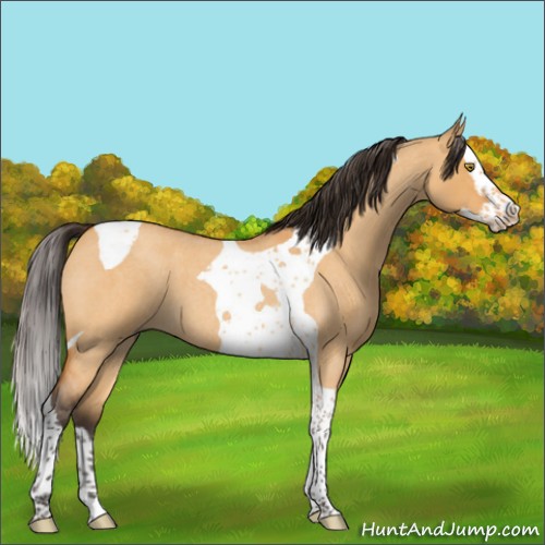 Horse Color:Buckskin Roan Dun Splash Tobiano 