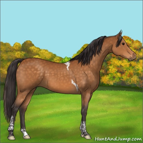 Horse Color:Buckskin Tobiano 