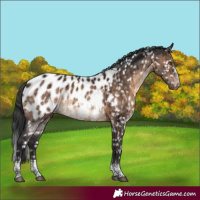 Horse Color:Brown Dun Sabino Tobiano Near Leopard Brindle 