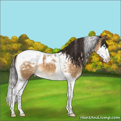 Horse Color:Buckskin Dun Mushroom Splash Tobiano Appaloosa 