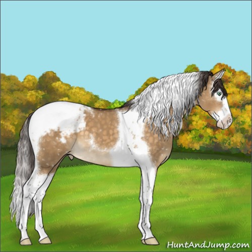 Horse Color:Buckskin Dun Mushroom Splash Tobiano Appaloosa 
