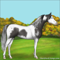 Horse Color:Black Sabino Splash Tobiano 