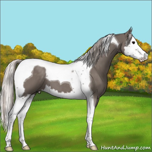 Horse Color:Silver Black Splash Tobiano 