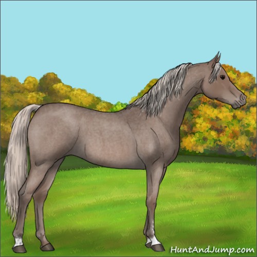 Horse Color:Silver Blue Roan Sabino 