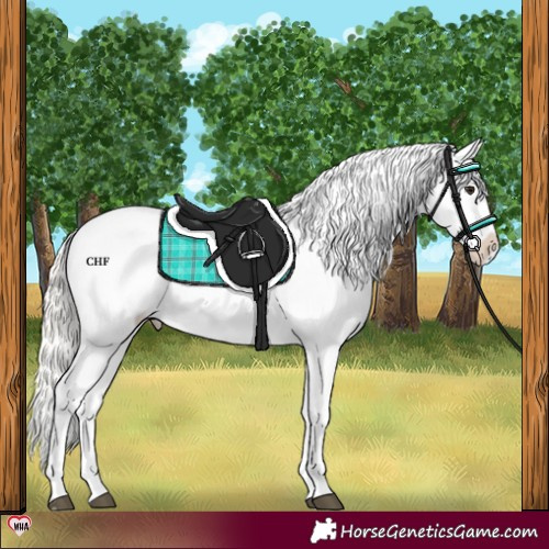 Horse Color:Silver Brown Dun Blanket