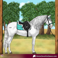 Horse Color:Silver Brown Dun Blanket 