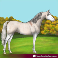 Horse Color:Silver Brown Roan Dun Sabino Splash 